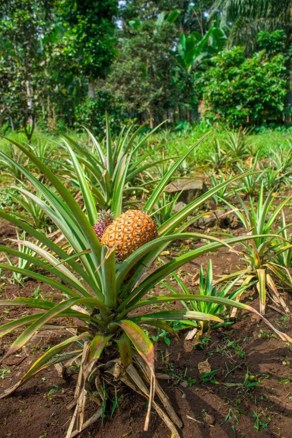 Welfare Agroturismo Milagrosa ภายนอก รูปภาพ
